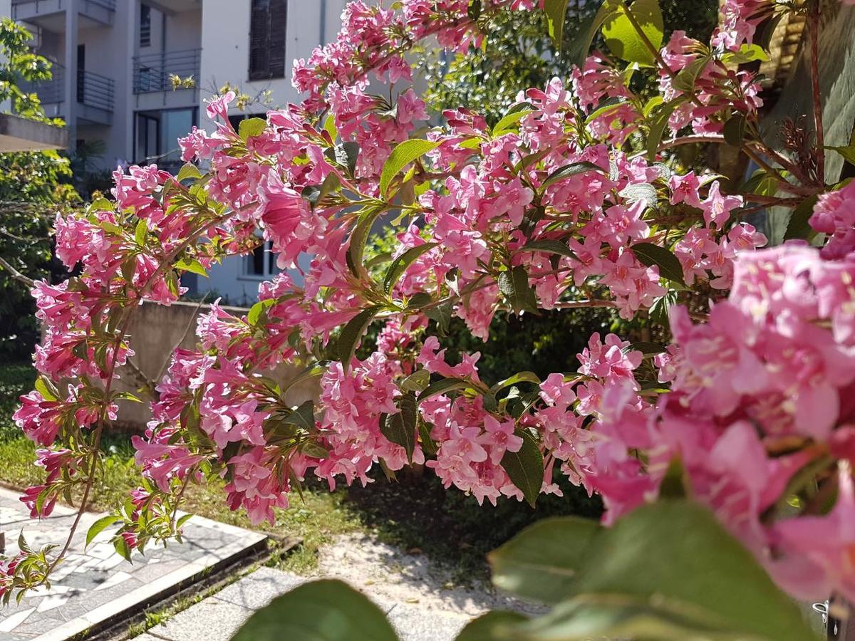 Apartments Ella Rovinj Kültér fotó